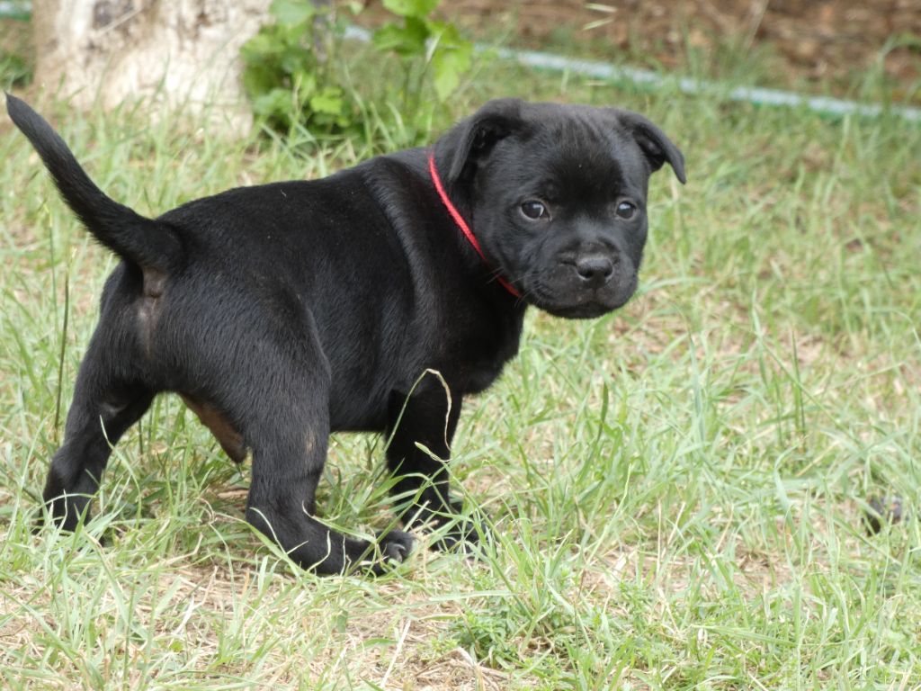 Du Monde De Lovely - Chiot disponible  - Staffordshire Bull Terrier