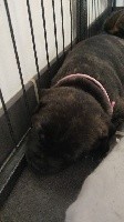 Du Monde De Lovely - Staffordshire Bull Terrier - Portée née le 28/04/2021