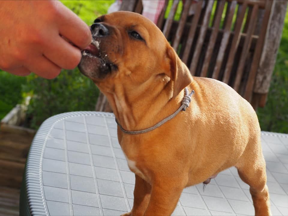 Du Monde De Lovely - Staffordshire Bull Terrier - Portée née le 14/09/2021