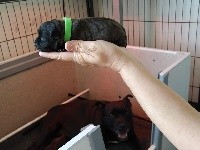 CHIOT