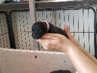 CHIOT