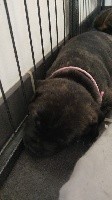 CHIOT