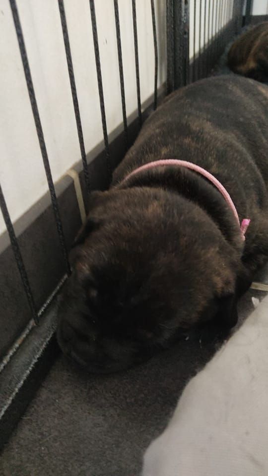 Du Monde De Lovely - Staffordshire Bull Terrier - Portée née le 28/04/2021